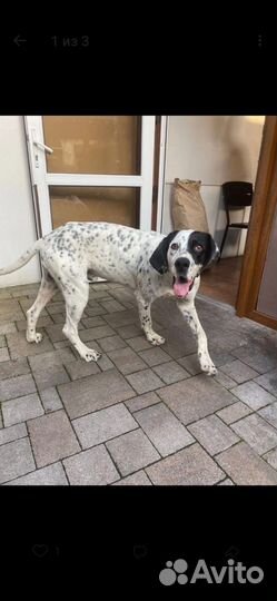 Фенотип Далматина в добрые руки