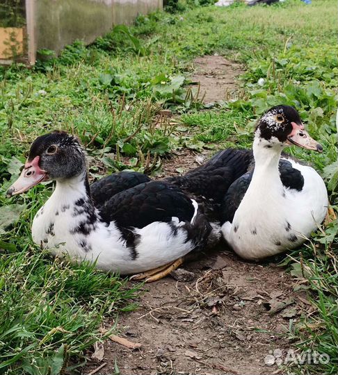 Индоутки подрощенные