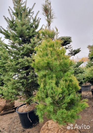 Сосна Веймутова высотой 2,5 метра