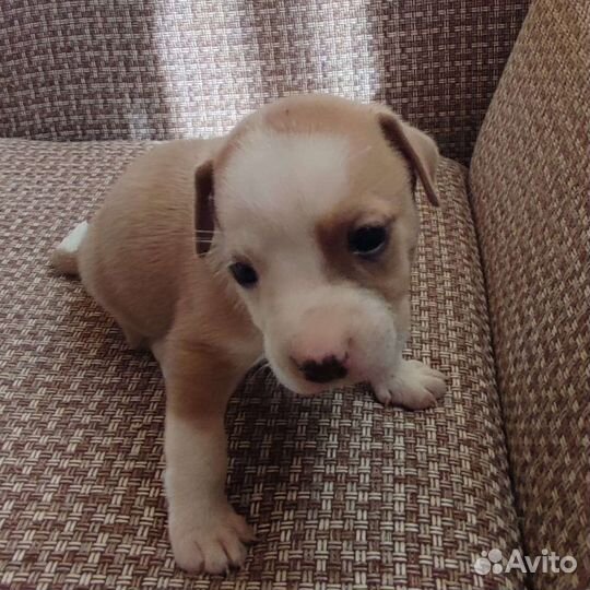 Отдам бесплатно животные