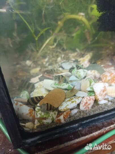 Улитка Хелена