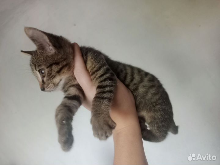 Кошки в добрые руки