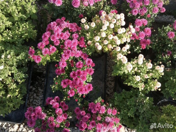 Хризантемы