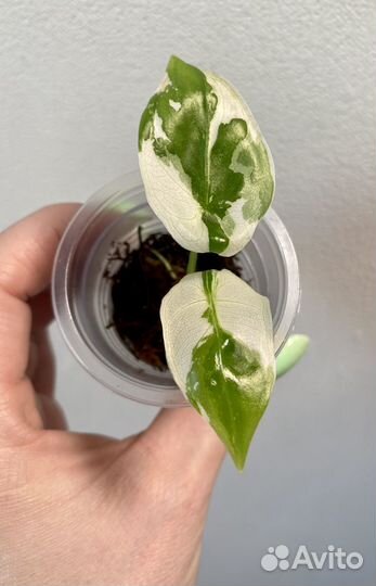 Алоказия пинк бэк вар