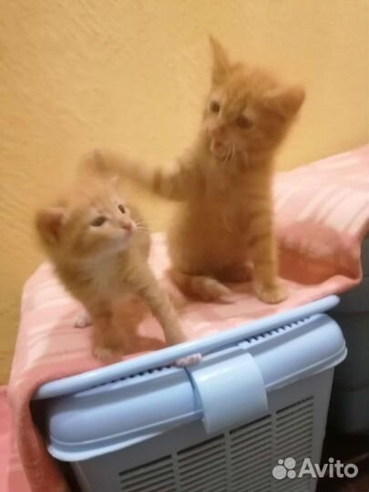 Котята рыжики в добрые руки бесплатно