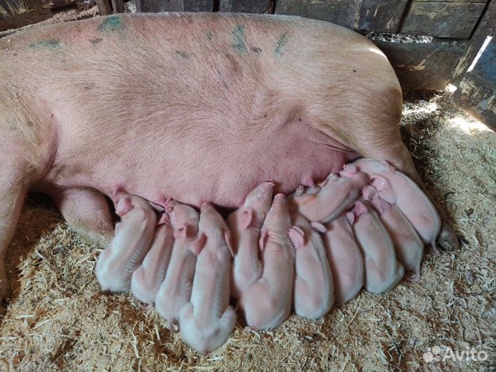 Поросята белые