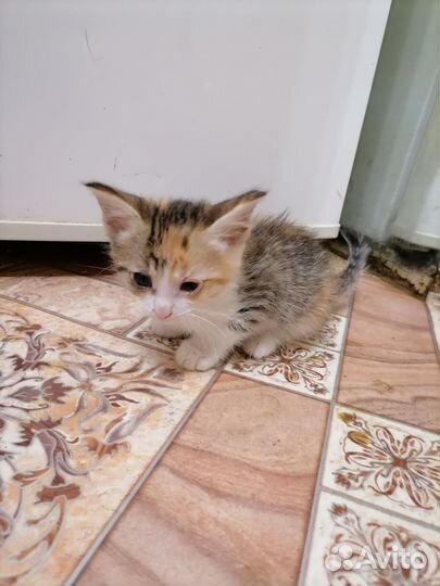 Кошка в дар