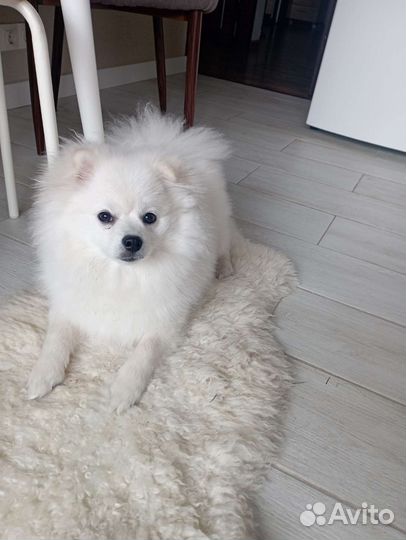 Померанский шпиц,ищет подружку