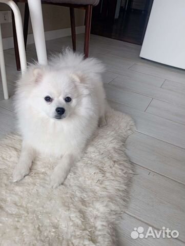 Померанский шпиц,ищет подружку