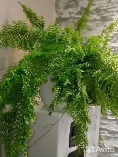 Папоротник комнатный