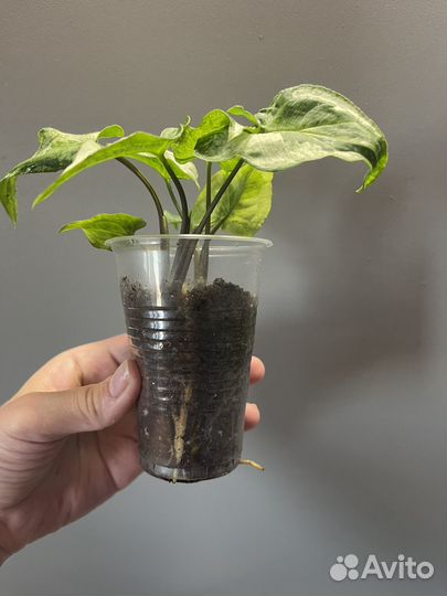 Сингониум жаде