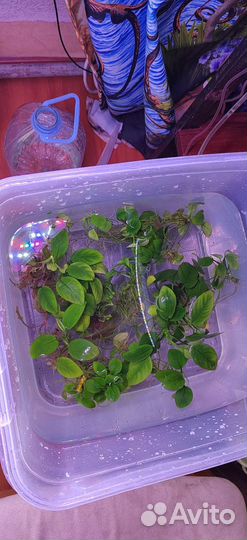 Аквариум Tetra + грунт