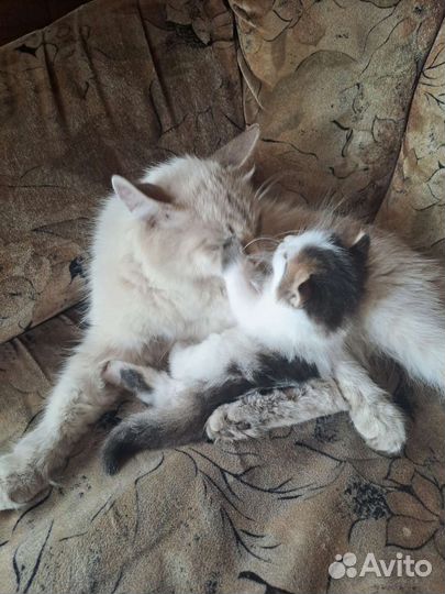 Котёнок 1 месяц девочка