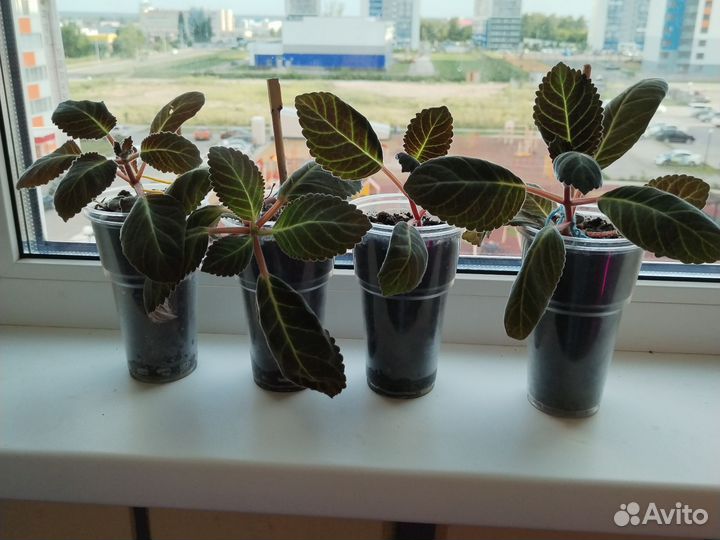 Вишнёвая метель