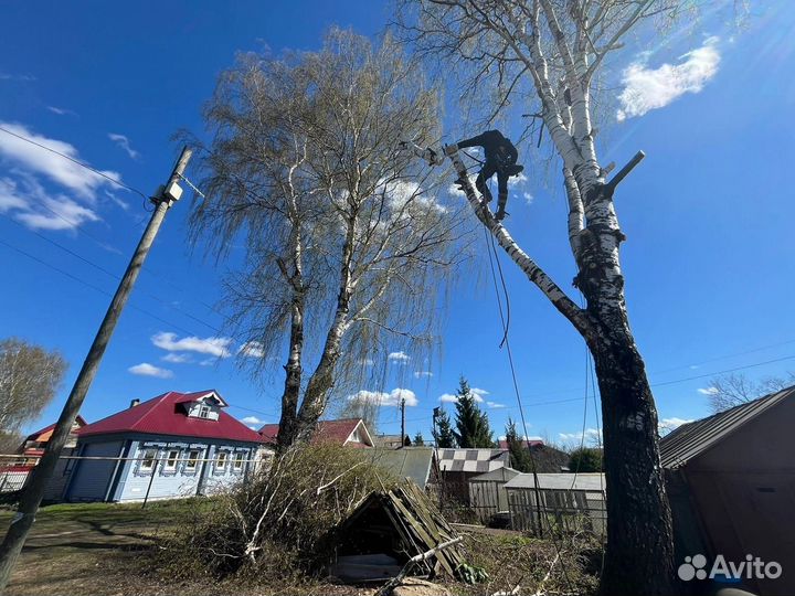 Спил деревьев / расчистка участка