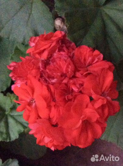 Пеларгонии сортовые