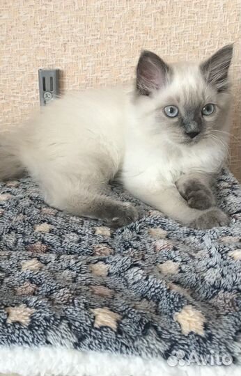 Кошка невская маскарадная котята