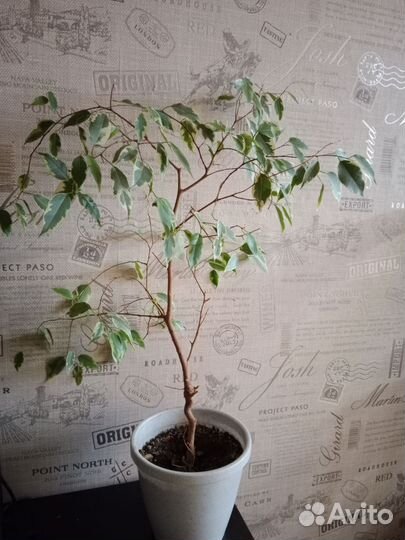 Фикус бенджамина пестролистный