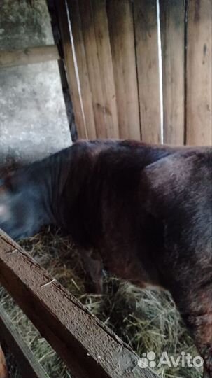 Телочка 1 год