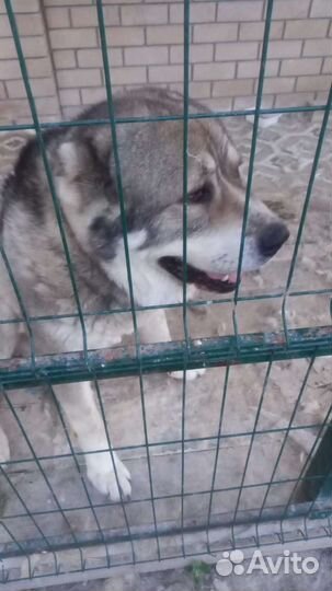 Собака алабай в добрые руки