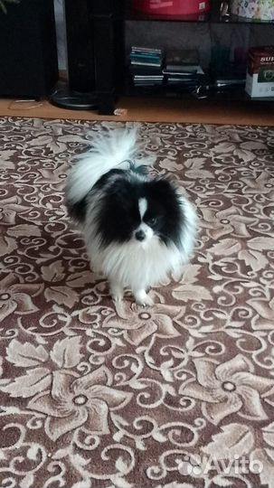 Малый немецкий шпиц