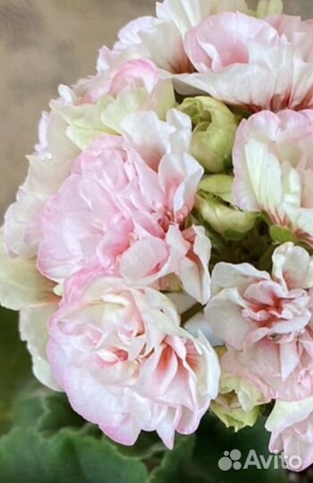 Пеларгония сортовая герань