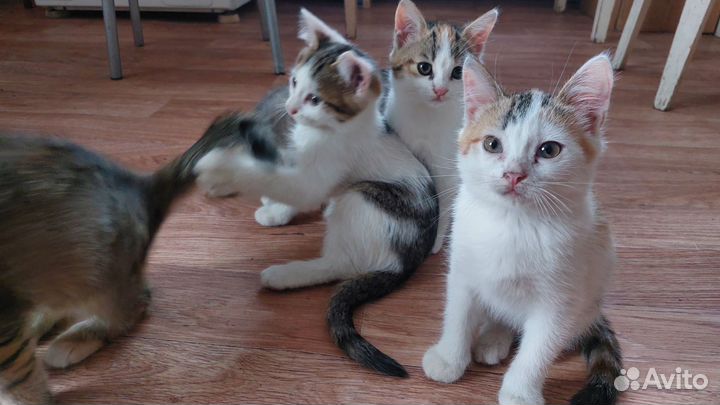 Кошка
