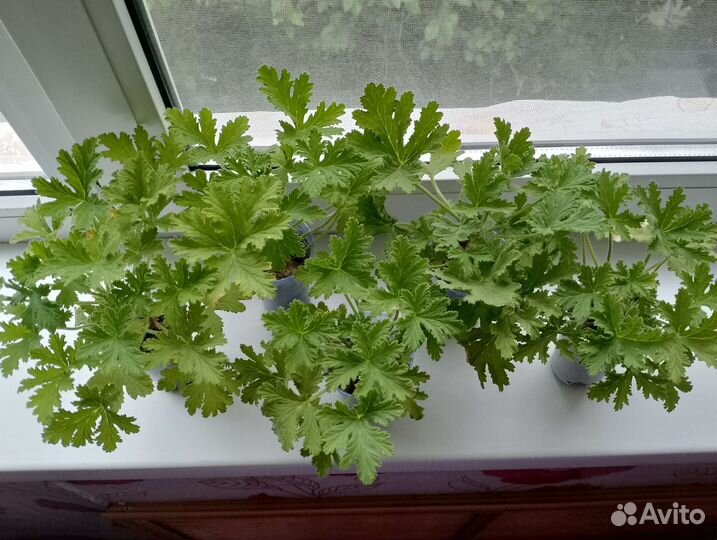 Герань лимонная