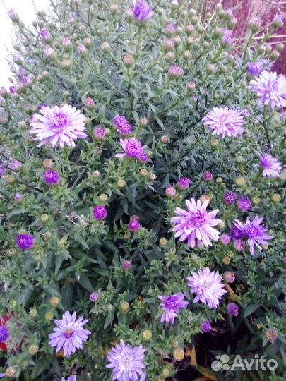 Черенки хризантемы (сентябринки)