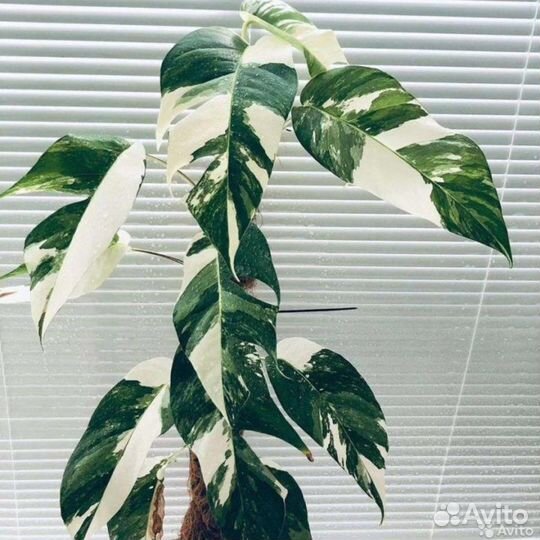 Эпипремнум Pinnatum Albo Variegata