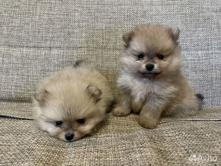 Щенки шпица с документами РКФ