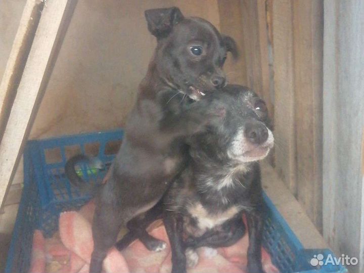 Щенок маленькой собаки