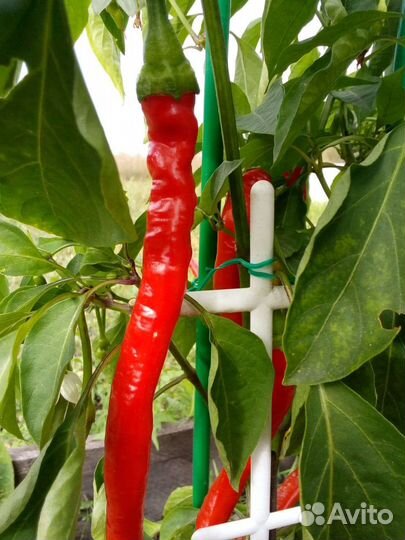 Семена сладкого перца «Турецкая змея»