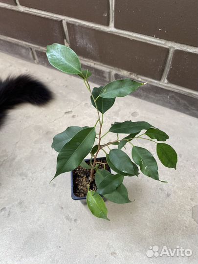 Фикус бенджамина