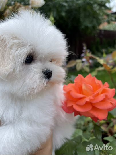 Мальтезе микро