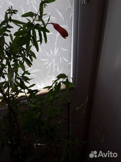 Гранат комнатный,плодоносящий