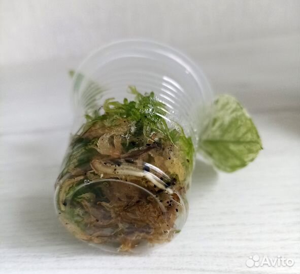 Эпипремнум Sp. Bali Hanoman