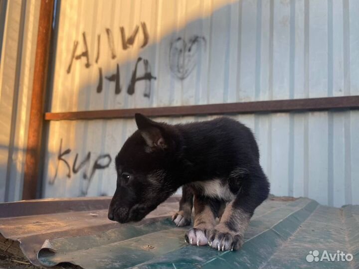 Отдадим щенков в хорошие руки