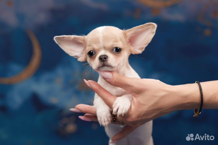 Элитные малыши чихуахуа