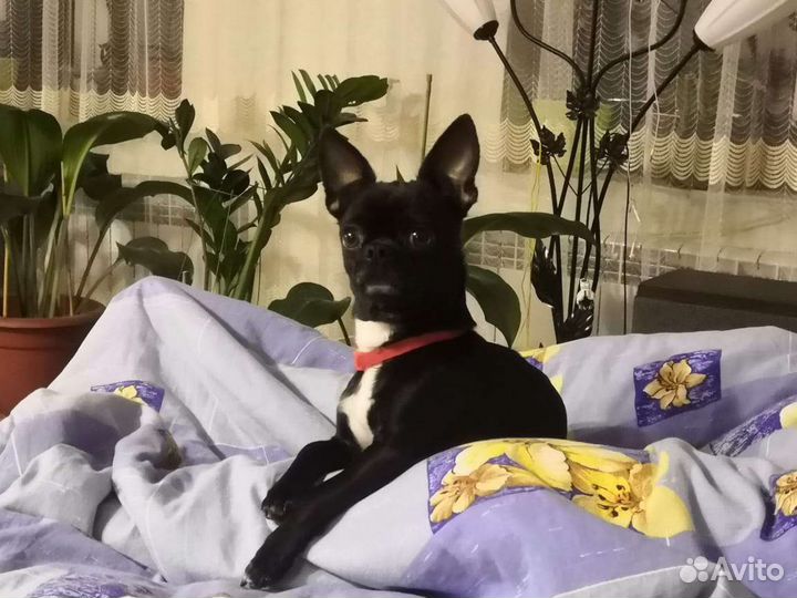 Чихуахуа mini вязка