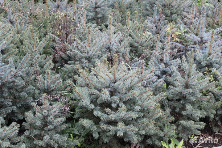 Саженцы Голубой Ели и Туи Колоновидной