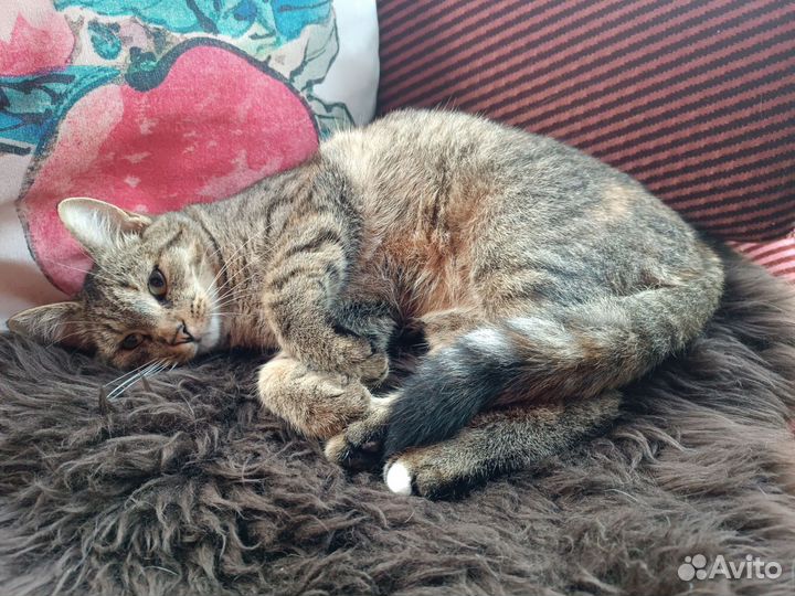 Кошка в дар с приданным