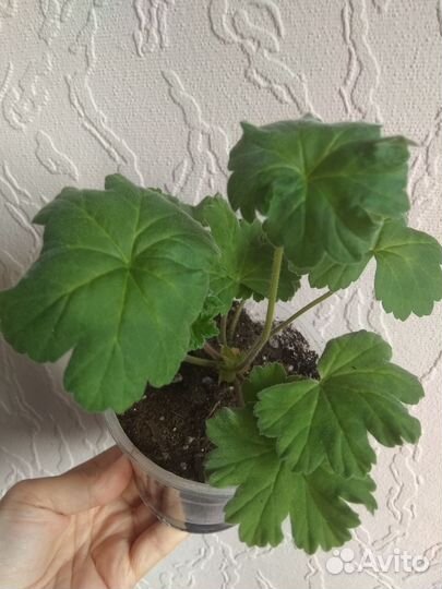 Пеларгония Леона галактика