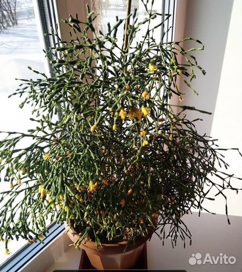 Хатиора - танцующий скелет