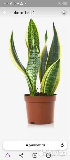 Сансевиерия