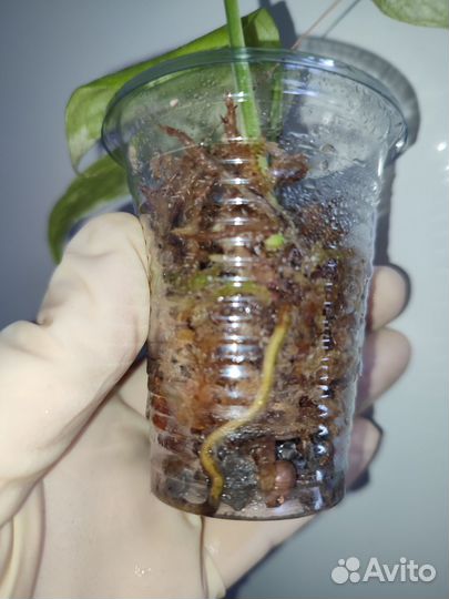 Эпипремнум пиннатум вайт марбл