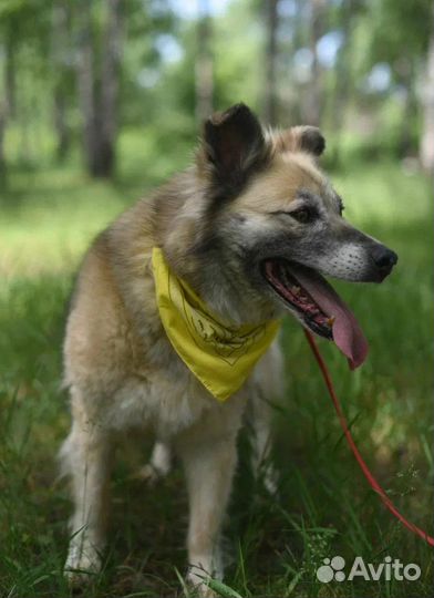 Собака из приюта