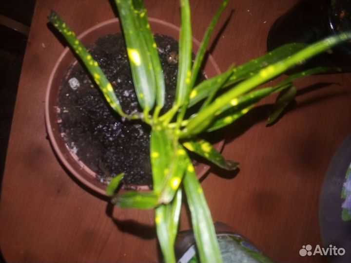 Кротон узколистный