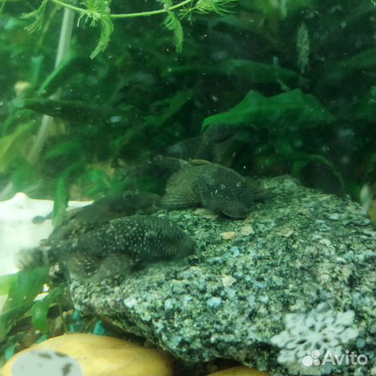 Аквариумные рыбки сомики