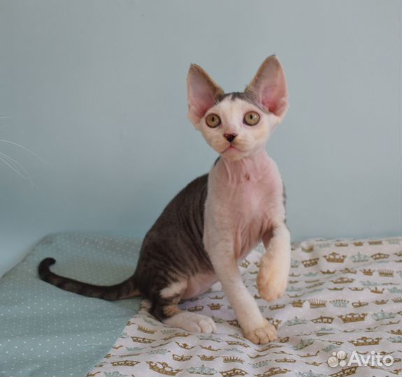 Котик девон рекс